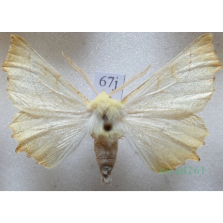 Ennomos alniaria (Linnaeus, 1758) male Latalec olszyniak Czech67j